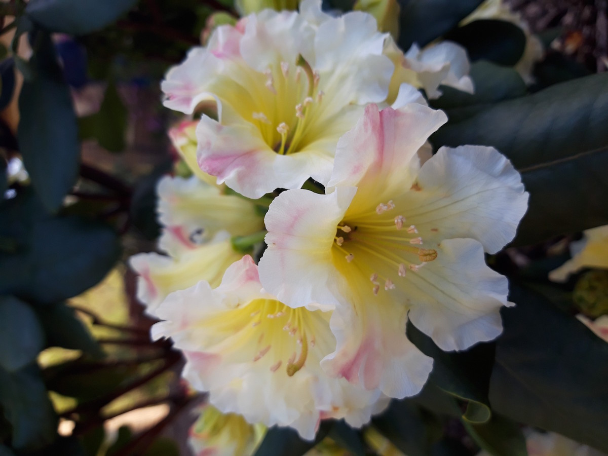 Jessica de Rothschild